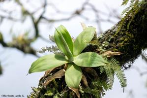 Agave