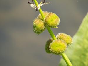 Alismataceae