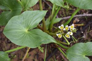 Alismataceae