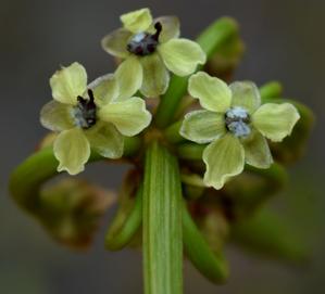 Alismataceae