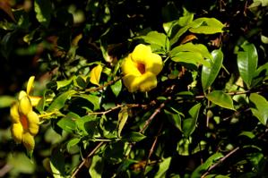 Allamanda