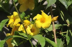 Allamanda