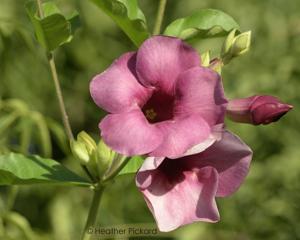 Allamanda