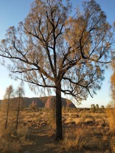 Allocasuarina