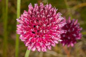 Allium