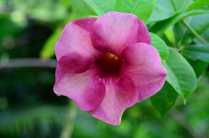 Allamanda