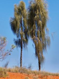 Allocasuarina