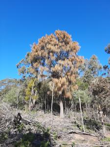 Allocasuarina