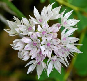 Allium