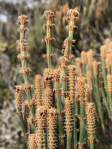 Allocasuarina