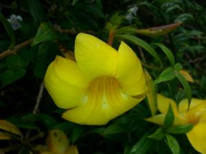 Allamanda