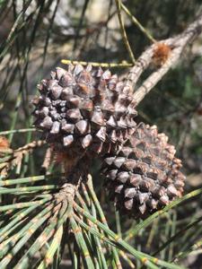 Allocasuarina