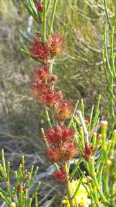 Allocasuarina