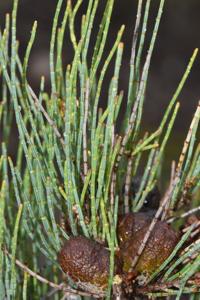 Allocasuarina