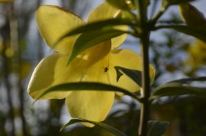 Allamanda