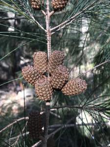 Allocasuarina