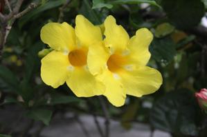 Allamanda