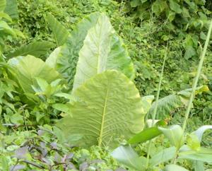 Alocasia