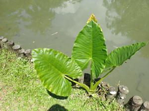 Alocasia