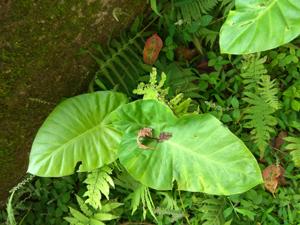 Alocasia