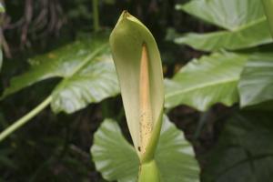 Alocasia