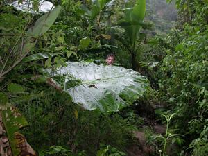 Alocasia