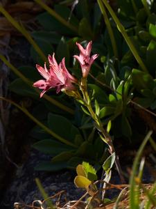 Alstroemeria