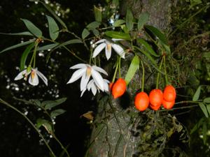 Alstroemeriaceae