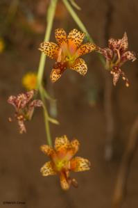 Alstroemeria