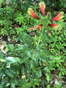 Alstroemeria