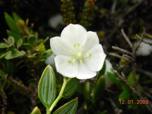 Alstroemeriaceae