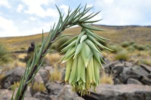 Alstroemeriaceae