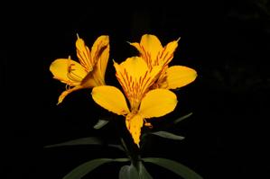 Alstroemeria