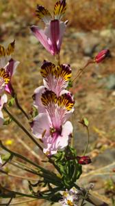 Alstroemeria