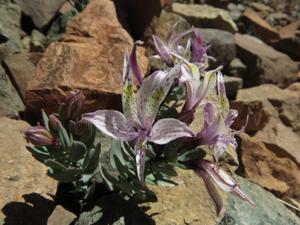 Alstroemeriaceae