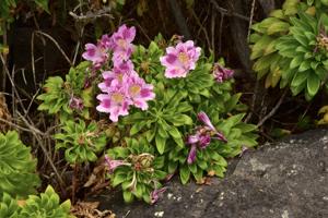 Alstroemeria