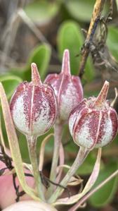 Alstroemeria