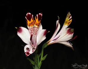 Alstroemeria