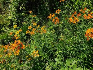 Alstroemeria