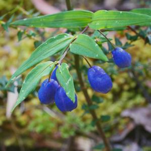 Alstroemeriaceae