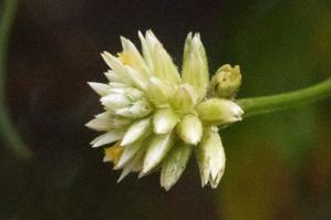 Alternanthera