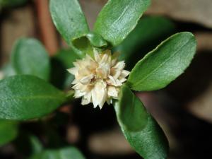 Alternanthera