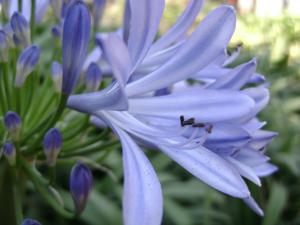 Amaryllidaceae