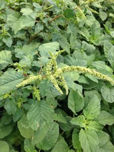 Amaranthus