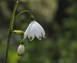 Amaryllidaceae