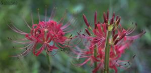 Amaryllidaceae