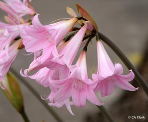 Amaryllidaceae