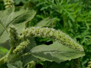 Amaranthus