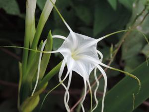 Amaryllidaceae