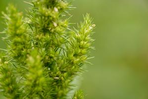 Amaranthus